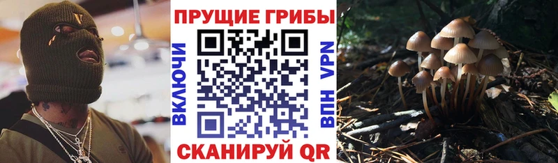 Галлюциногенные грибы мицелий  гидра как зайти  Славгород  дарнет шоп 